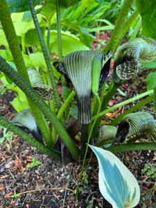Arisaema griffithii