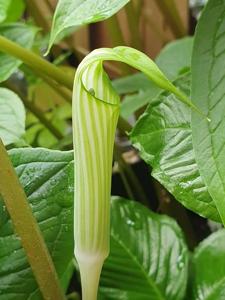 Arisaema barnesii