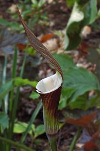 Arisaema sikokianum