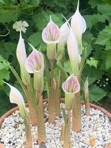Arisaema candidissimum