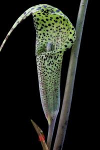 Arisaema decipiens