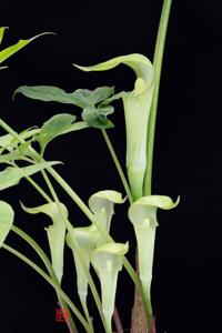 Arisaema kuratae