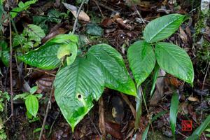 Arisaema roxburghii