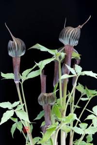 Arisaema kishidae