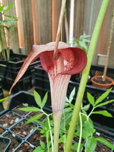 Arisaema thunbergii subsp. urashima