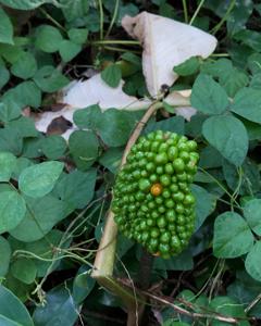 Arisaema ringens