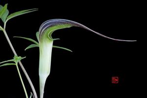 Arisaema cucullatum