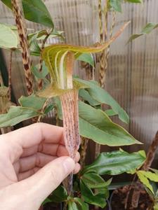 Arisaema nepenthoides