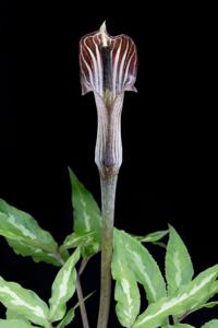 Arisaema aequinoctiale