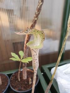 Arisaema wattii
