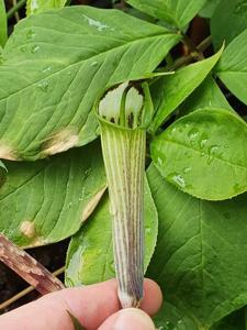 Arisaema attenuatum
