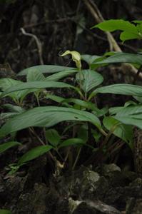Arisaema nonghinense