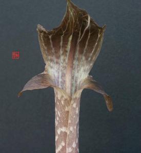 Arisaema auriculatum