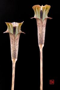 Arisaema nepenthoides