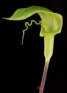 Arisaema filiforme