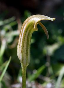 Arisarum vulgare