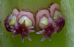 Asterostigma lombardii