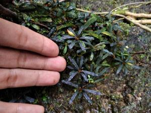 Bucephalandra belindae