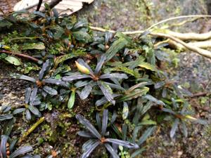 Bucephalandra belindae
