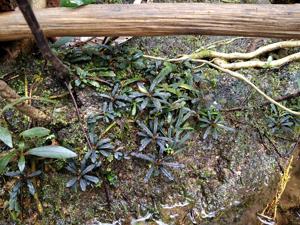 Bucephalandra belindae