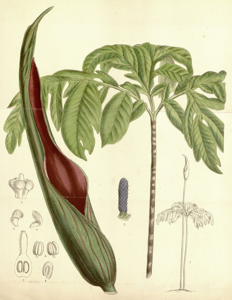 utils/thumbs/Araceae/Dracontium_XV9T8KQP2EHBSNCrqXYWYr.png