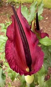 utils/thumbs/Araceae/Dracunculus_MwGTqaNhGiWeWU6da4p7Yt.jpg
