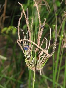 utils/thumbs/Araceae/Gymnostachys_Mmpq4spjBKYAJFpvZrKUDi.jpg