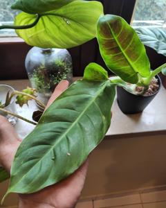 Philodendron subhastatum