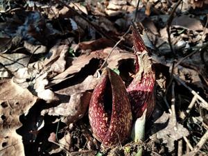 Symplocarpus foetidus