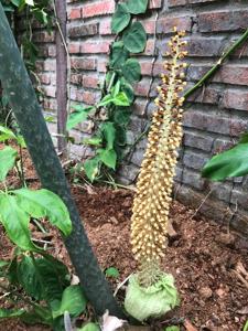 Taccarum weddellianum