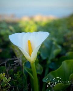 Zantedeschia aethiopica