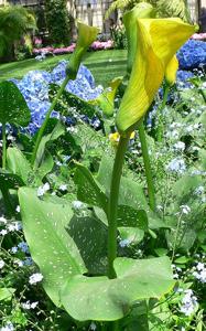 Zantedeschia elliottiana