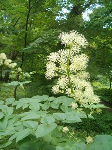 Aralia cordata
