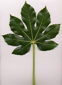 Fatsia japonica