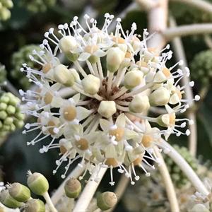 Fatsia japonica