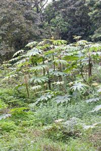 Tetrapanax papyrifer