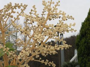utils/thumbs/Araliaceae/Tetrapanax_UL8hfbwu5KoqQcGXLvNk4D.jpg