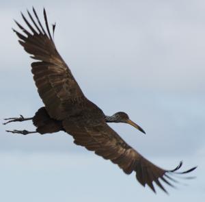 Aramus guarauna