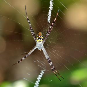 Argiope picta