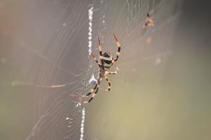 Argiope pulchella