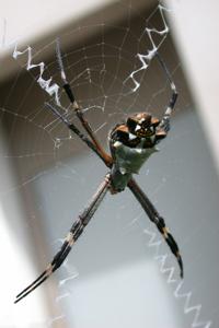 Argiope argentata