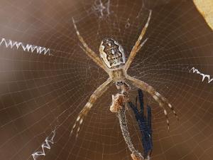 Argiope magnifica