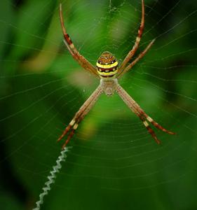 Argiope keyserlingi