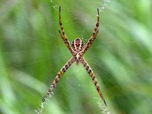 Argiope magnifica