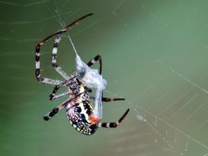Argiope picta