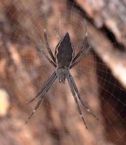 Argiope ocyaloides