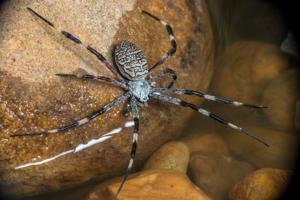 Argiope dietrichae