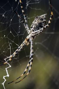 Argiope lobata