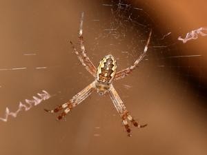 Argiope magnifica