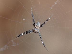 Argiope mascordi